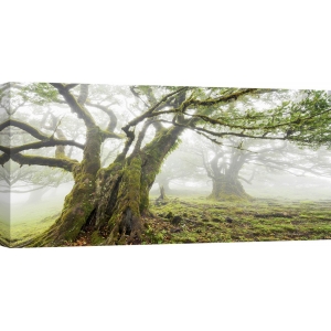 Quadro, stampa su tela. Frank Krahmer, Foresta nella nebbia, Madeira, Portogallo