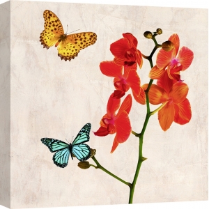 Quadro, stampa su tela. Teo Rizzardi, Orchidee e farfalle II