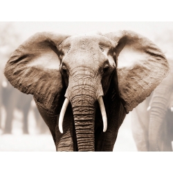 Wall art print and canvas. African elephant