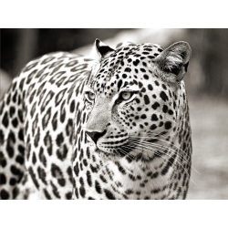 Leinwandbilder. Anonym, Porträt eines Leoparden, Südafrika