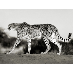 Wall art print and canvas. Krahmer, Cheetah, Namibia, Africa