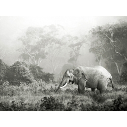Cuadro animales, fotografía en canvas. Krahmer, Elefantes africano