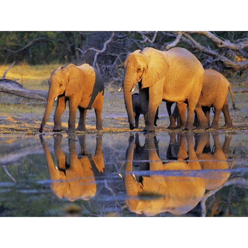 Quadro, stampa su tela. Frank Krahmer, Elefanti Africani, Okavango, Botswana
