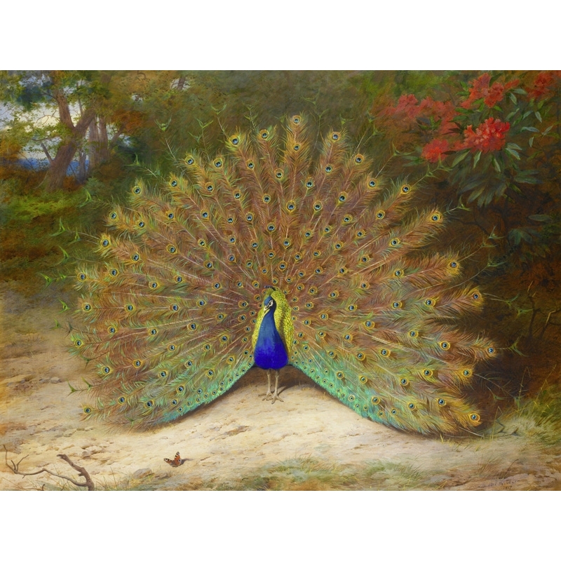 Cuadro en canvas. Archibald Thorburn, Pavo real y mariposa