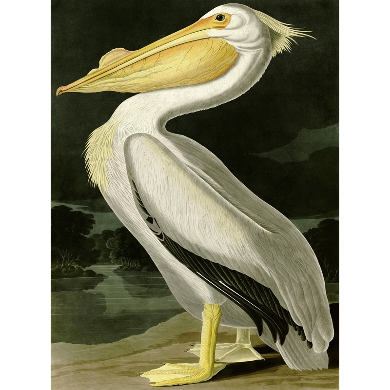 Quadro, stampa su tela. John James Audubon, American White Pelican