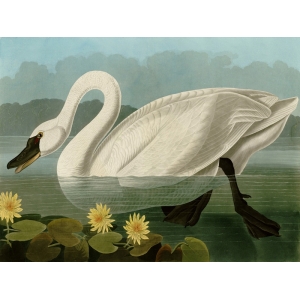 Quadro, stampa su tela. John James Audubon, Common American Swan