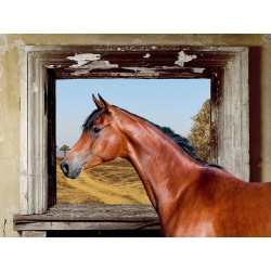 Leinwandbilder Pferde. Julian Lauren, Arab King