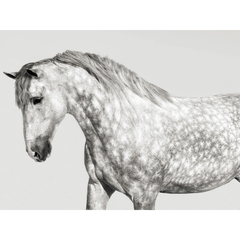 Leinwandbilder Pferde. Pangea Images, Leia, andalusisches Pony