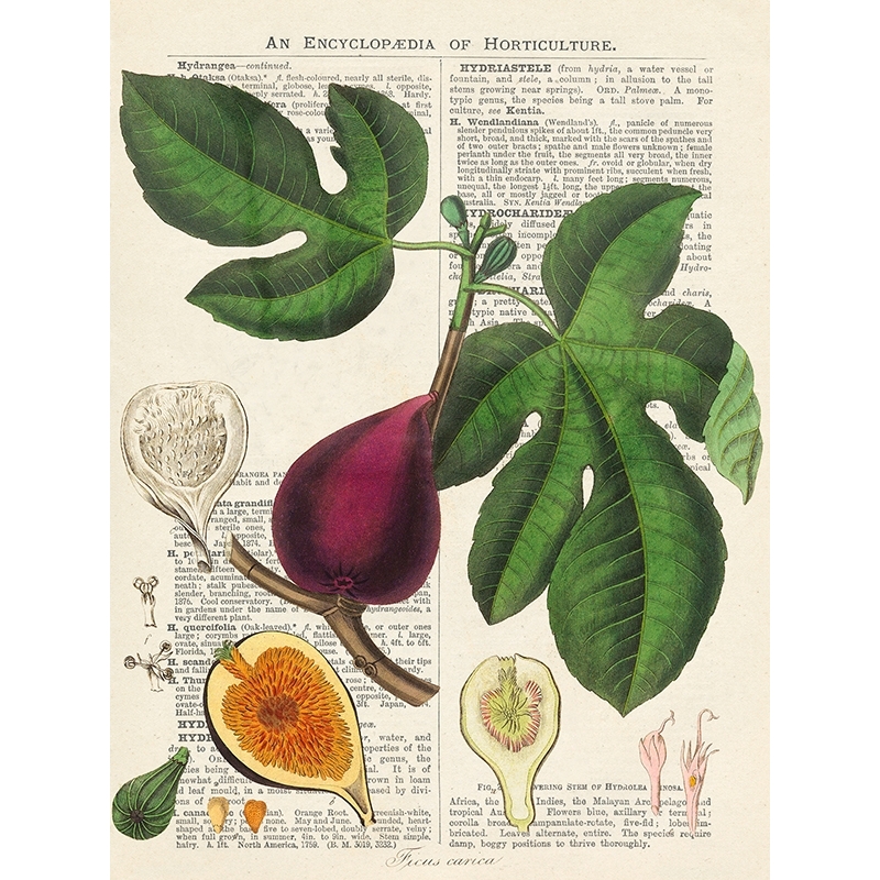 Wall art print and canvas. Remy Dellal, Seasonal Fruit, Figs