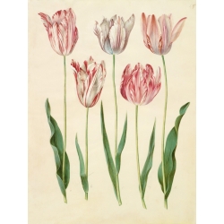 Wall art print and canvas. Johannes S. Holtzbecher, Tulipa gesneriana
