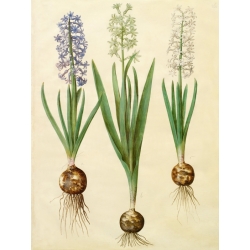 Tableau sur toile. Holtzbecher, Botanique, Hyacinthoides orientalis