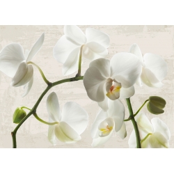Tableau sur toile. Fleurs modernes, Ivory Orchids