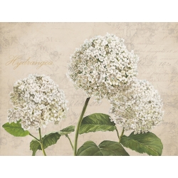 Leinwanddruck mit Blumen. Remy Dellal, Hortensien I (Neutre)