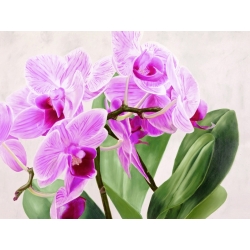 Tableau sur toile. Sergio Jannace, Orchidées sauvages