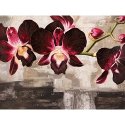 Tableau floral sur toile. Shin Mills, Velvet Orchids