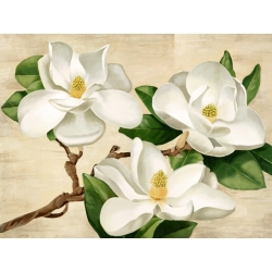 Tableau fleur sur toile. Serena Biffi, Magnolias blancs