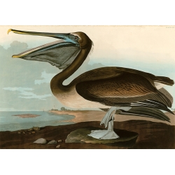 Quadro, stampa su tela. John James Audubon, Brown Pelican (Pellicano americano)