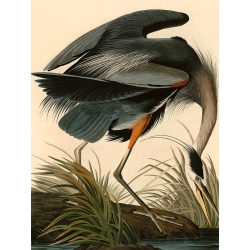 Wall art print and canvas. John James Audubon, Great Blue Heron