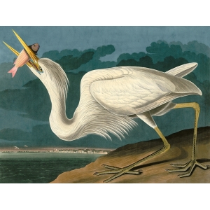 Cuadro de animales en canvas. Audubon, Great White Heron
