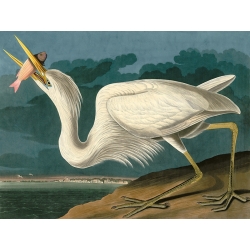 Cuadro de animales en canvas. Audubon, Great White Heron