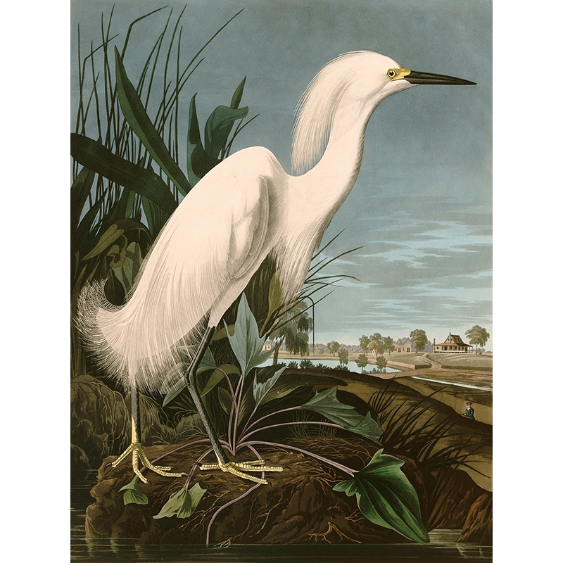 Quadro, stampa su tela. John James Audubon, Snowy Heron or White Egret (Airone)