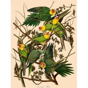 Cuadro de animales en canvas. Audubon, Carolina Parrot