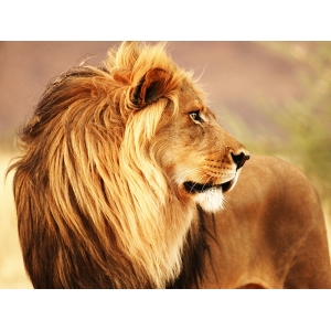 Cuadro de león en canvas. León, Namibia
