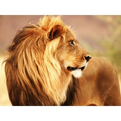 Leinwandbilder. Löwe, Namibia