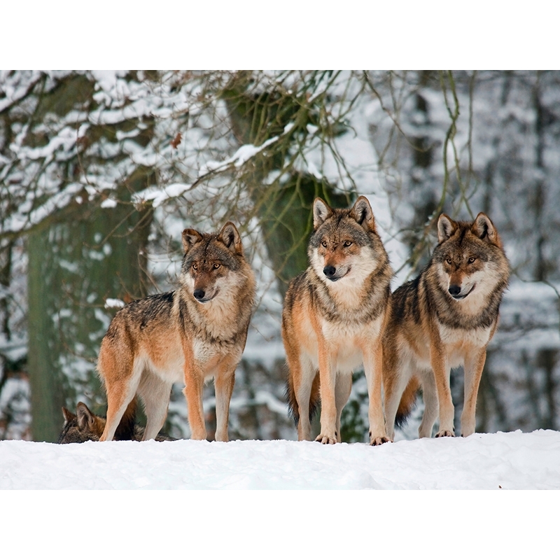 Wall art print and canvas. Anonymous, Wolves in the snow, Germany