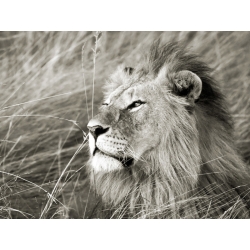 Quadro, stampa su tela. Frank Krahmer, Leone africano, Masai Mara, Kenya