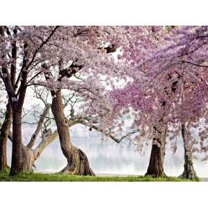 Tableau fleur de cerisier. Anonyme, Cerisiers en fleurs, Washington