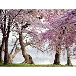 Wall art print and canvas. Cherry trees bloom, Washington, USA