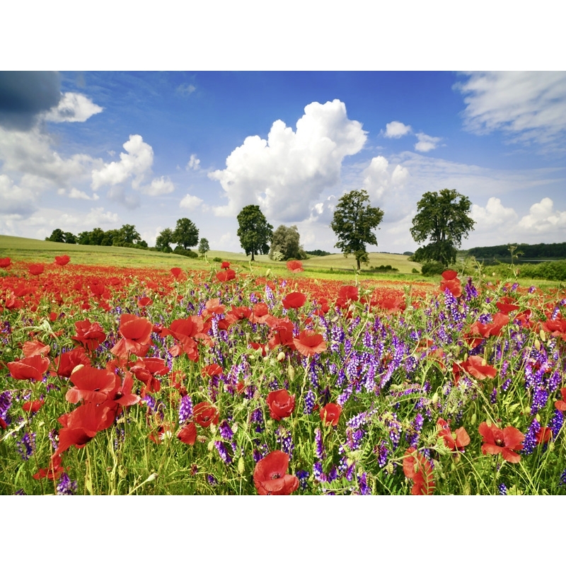 Wall art print and canvas. Krahmer, Poppies and vicias in meadow, Mecklenburg Lake District, Germany