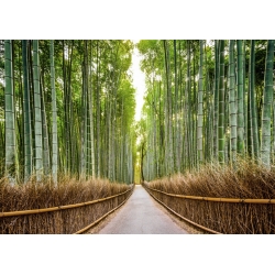 Wall art print and canvas. Pangea Images, Bamboo Forest, Kyoto, Japan