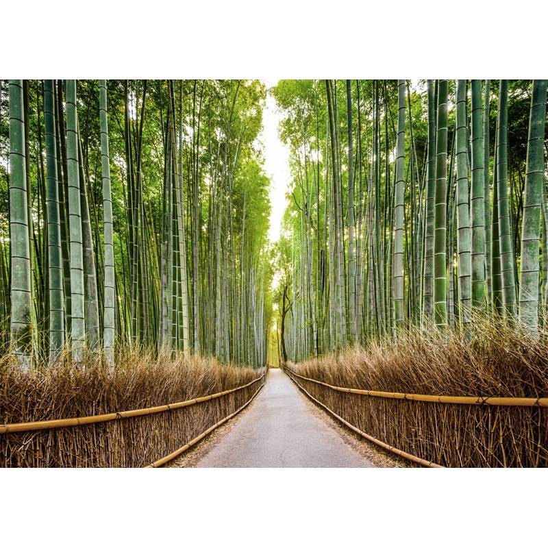 Leinwandbilder. Bambuswald, Kyoto, Japan