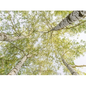 Wall art print and canvas. Pangea Images, Birch woods in spring