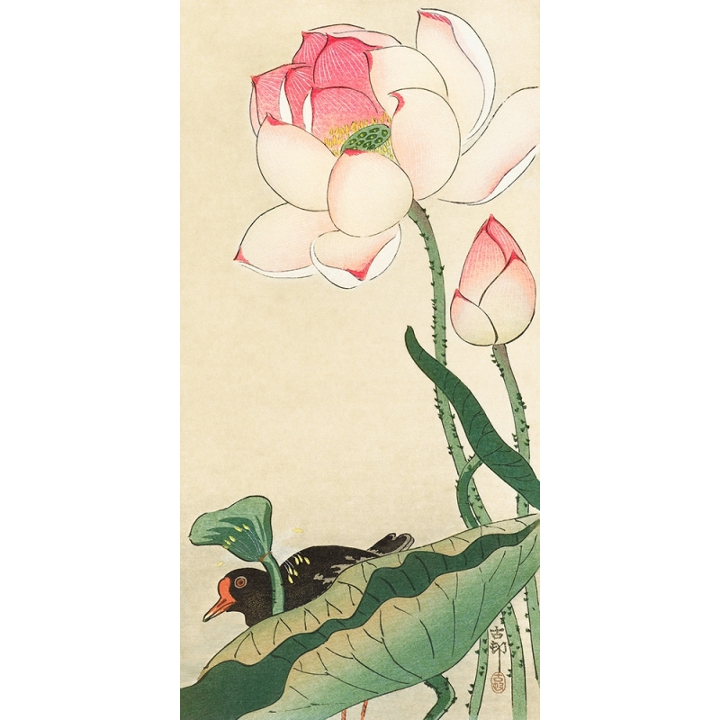 Cuadro japoneses en canvas. Koson Ohara, Flores de loto