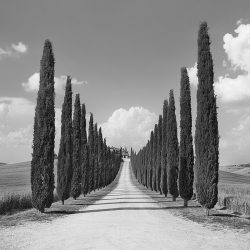Wall Art Print and Canvas. Cypress alley, Tuscany (detail)