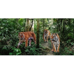 Quadro animali, stampa su tela. Tigri del Bengala (dettaglio)