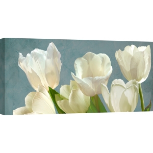 Wall Art Print and Canvas. White Tulips on Blue