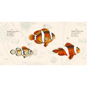 Wall Art Print and Canvas. Tropical Fish I, after Bloch