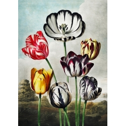 Bilder auf Leinwand. Robert John Thornton, Tulips from The Temple of Flora