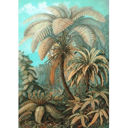 Quadro botanica, stampa su tela. Ernst Haeckel, Filicinae