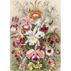 Bilder auf Leinwand unf Botanik Poster. Ernst Haeckel, Orchidaeacae