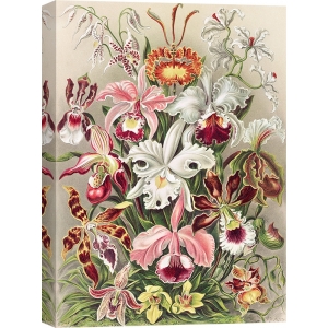 Tableau sur toile. Affiche botanique, Ernst Haeckel, Orchidaeacae