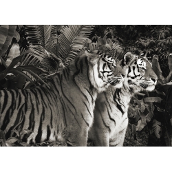 Cuadro de animales en canvas. Dos tigres de Bengala, BW