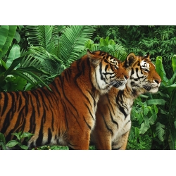 Wall Art Print and Canvas. Two Bengal Tigers