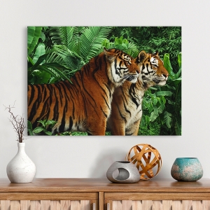 Bilder auf Leinwand. Zwei bengalische Tiger