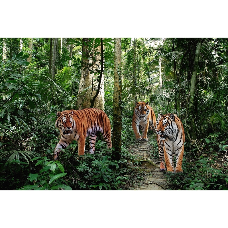 Wall Art Print and Canvas. Bengal Tigers