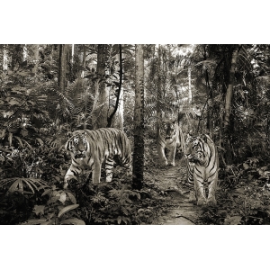 Tableau sur toile. Tigres du Bengale, bw